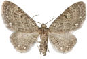 : Eupithecia tripunctaria.