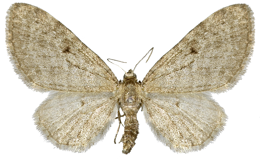 : Eupithecia virgaureata.