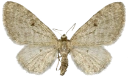 : Eupithecia virgaureata.