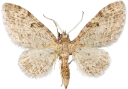 : Eupithecia virgaureata.