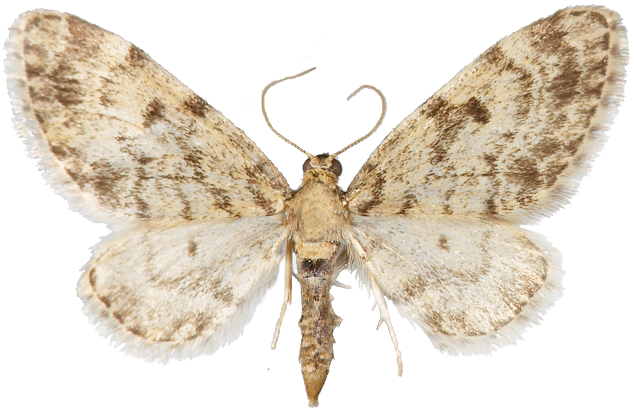 : Eupithecia tantillaria.