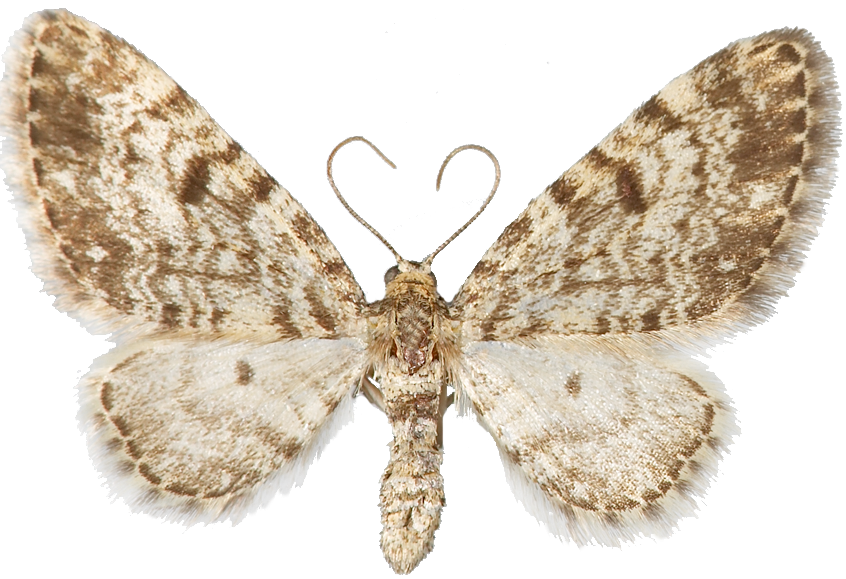 : Eupithecia tantillaria.