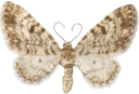 : Eupithecia tantillaria.