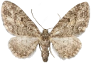 : Eupithecia lariciata.