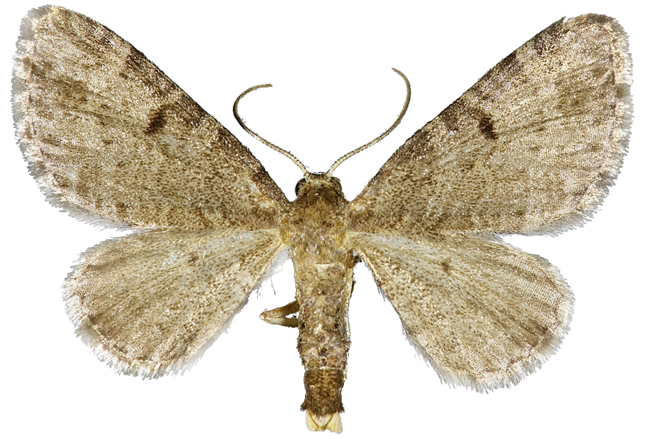 : Eupithecia selinata.