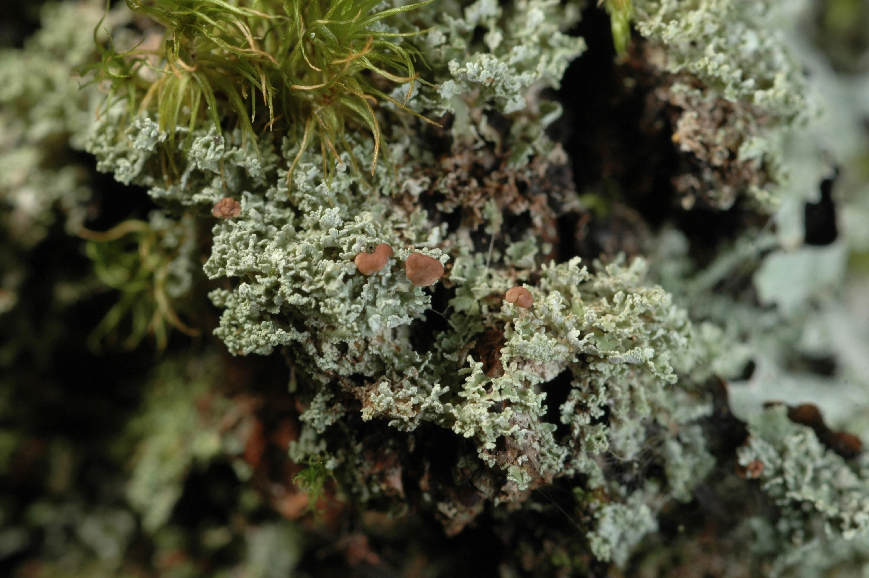 : Cladonia caespiticia.