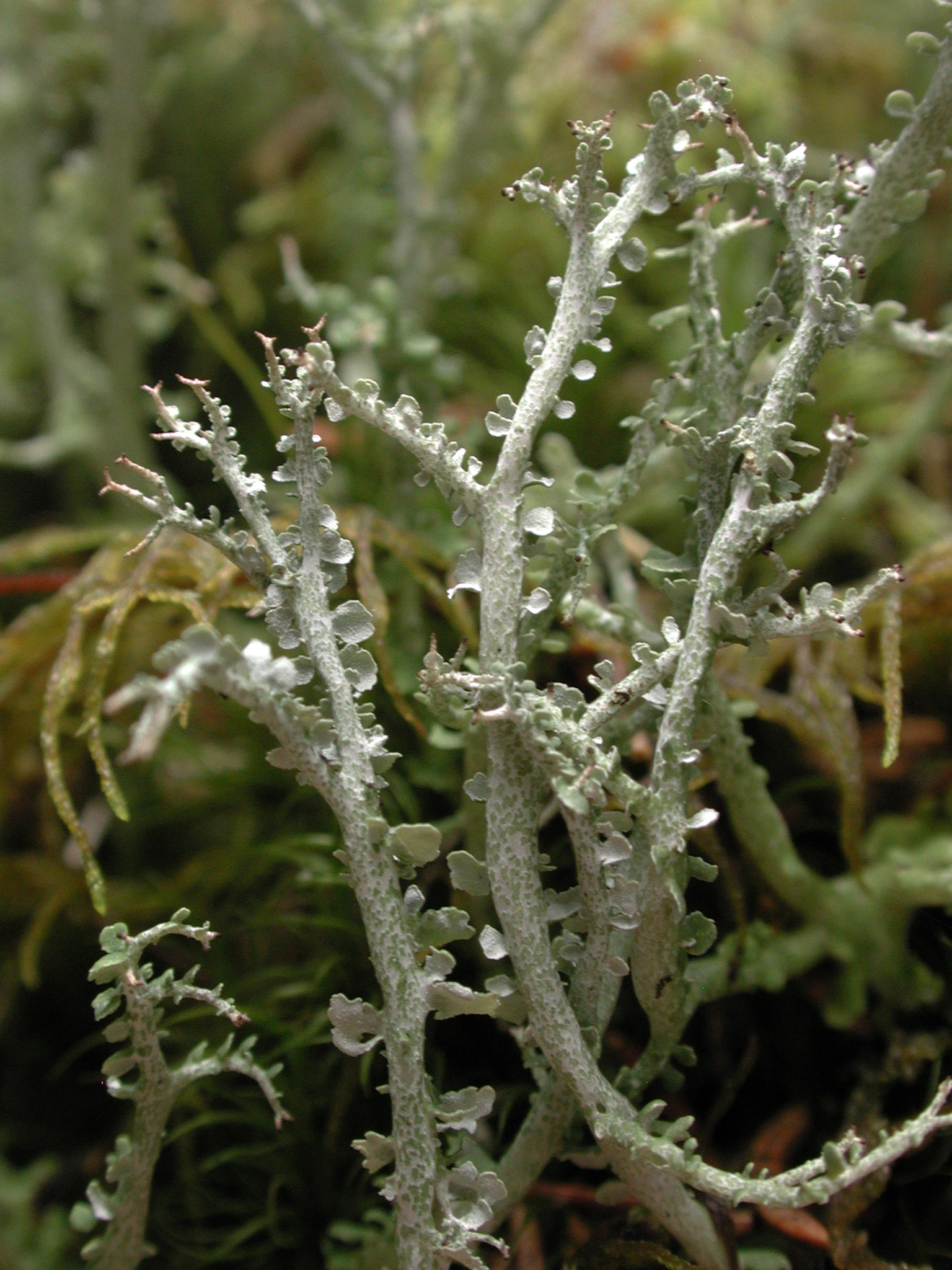 : Cladonia furcata.