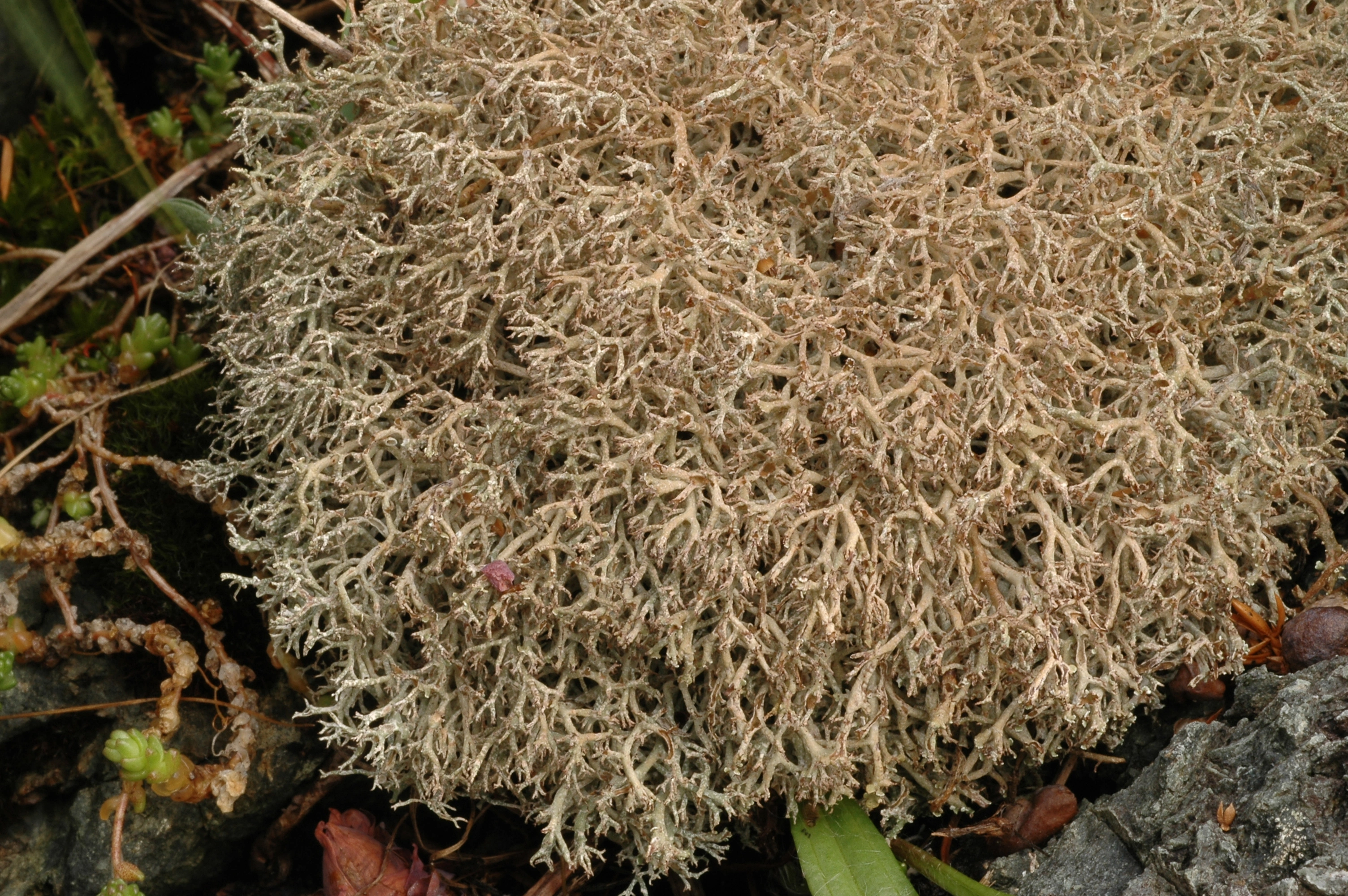 : Cladonia rangiformis.