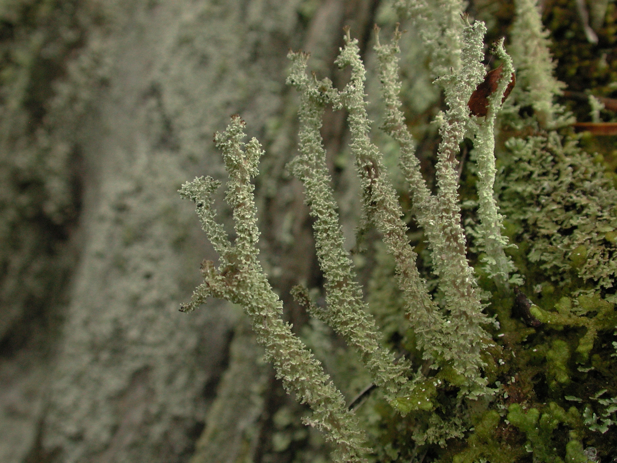 : Cladonia squamosa.