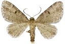 : Eupithecia selinata.