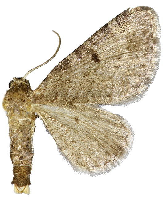 : Eupithecia selinata.