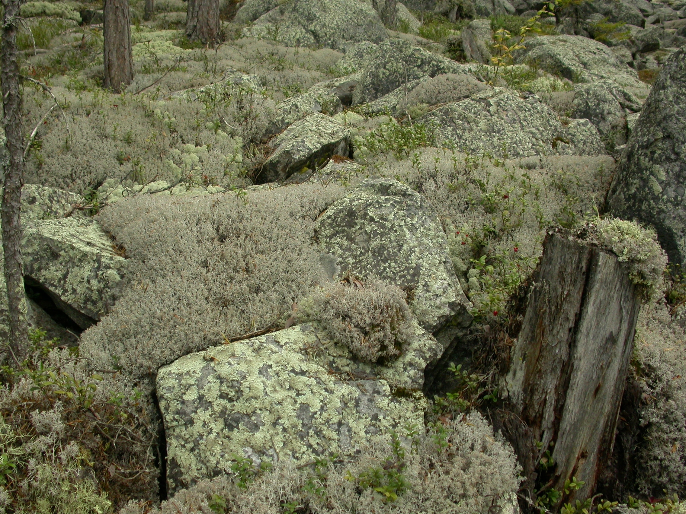 : Cladonia.