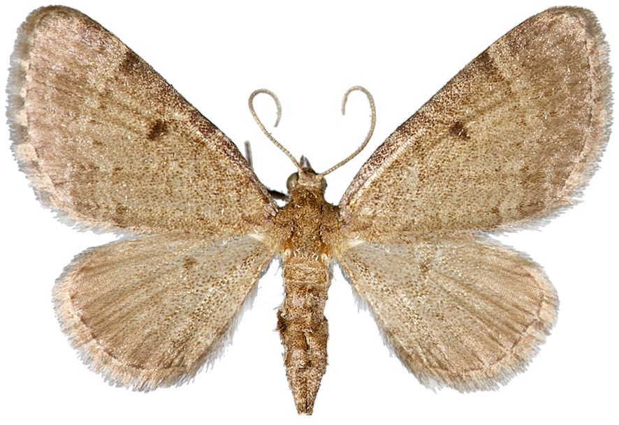 : Eupithecia selinata.