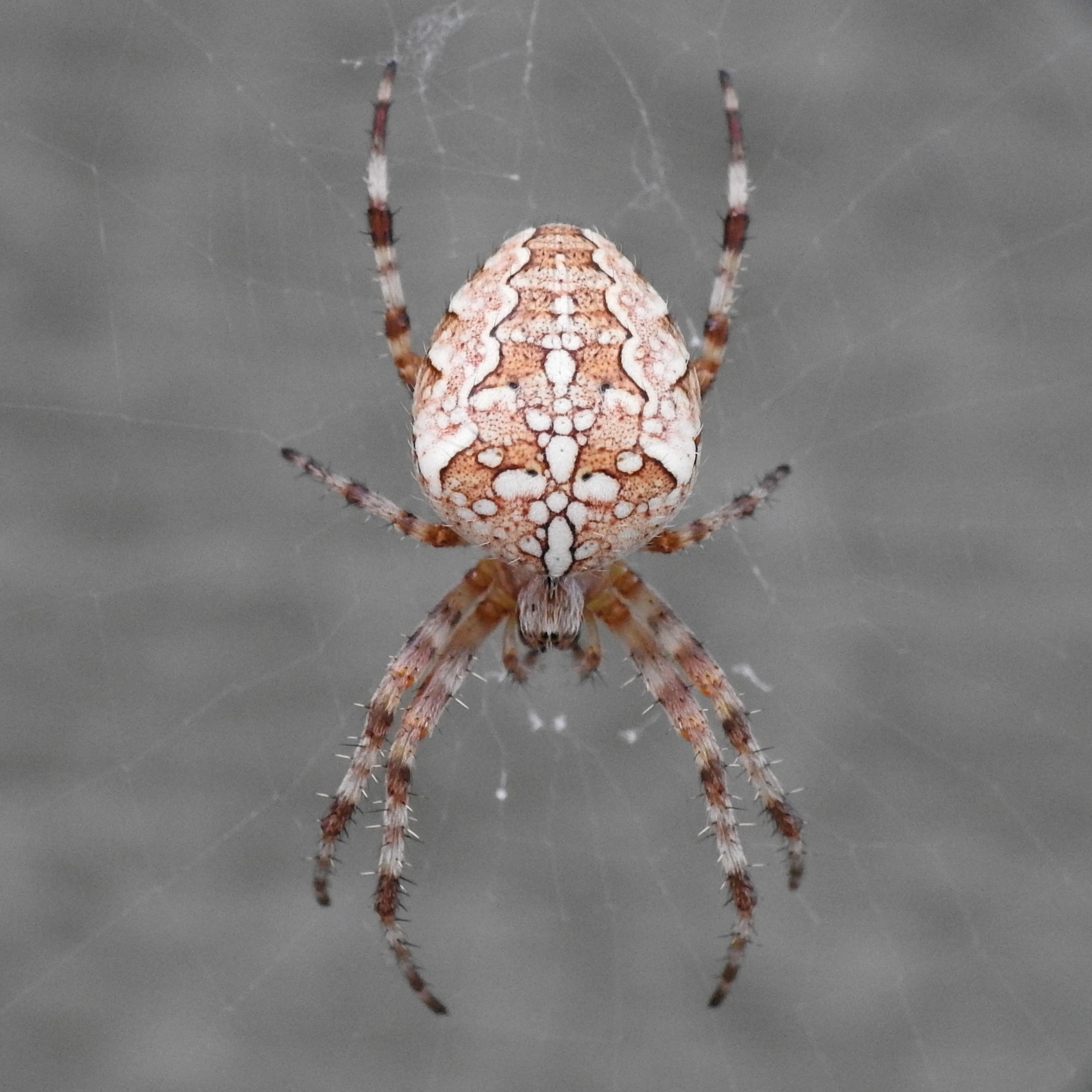 : Araneus diadematus.