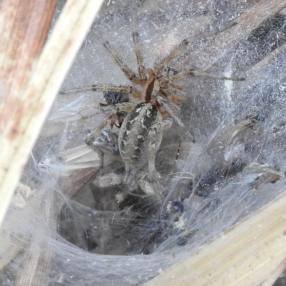 : Agelena labyrinthica.