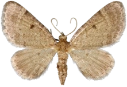 : Eupithecia selinata.