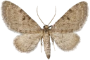 : Eupithecia trisignaria.