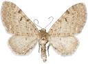 : Eupithecia actaeata.