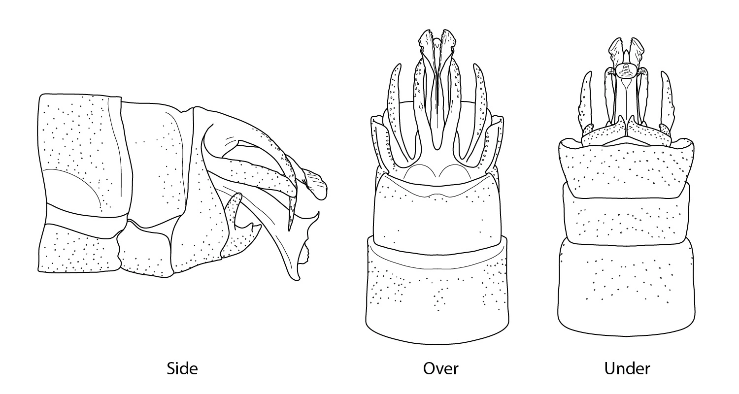 : Arctopsyche ladogensis.