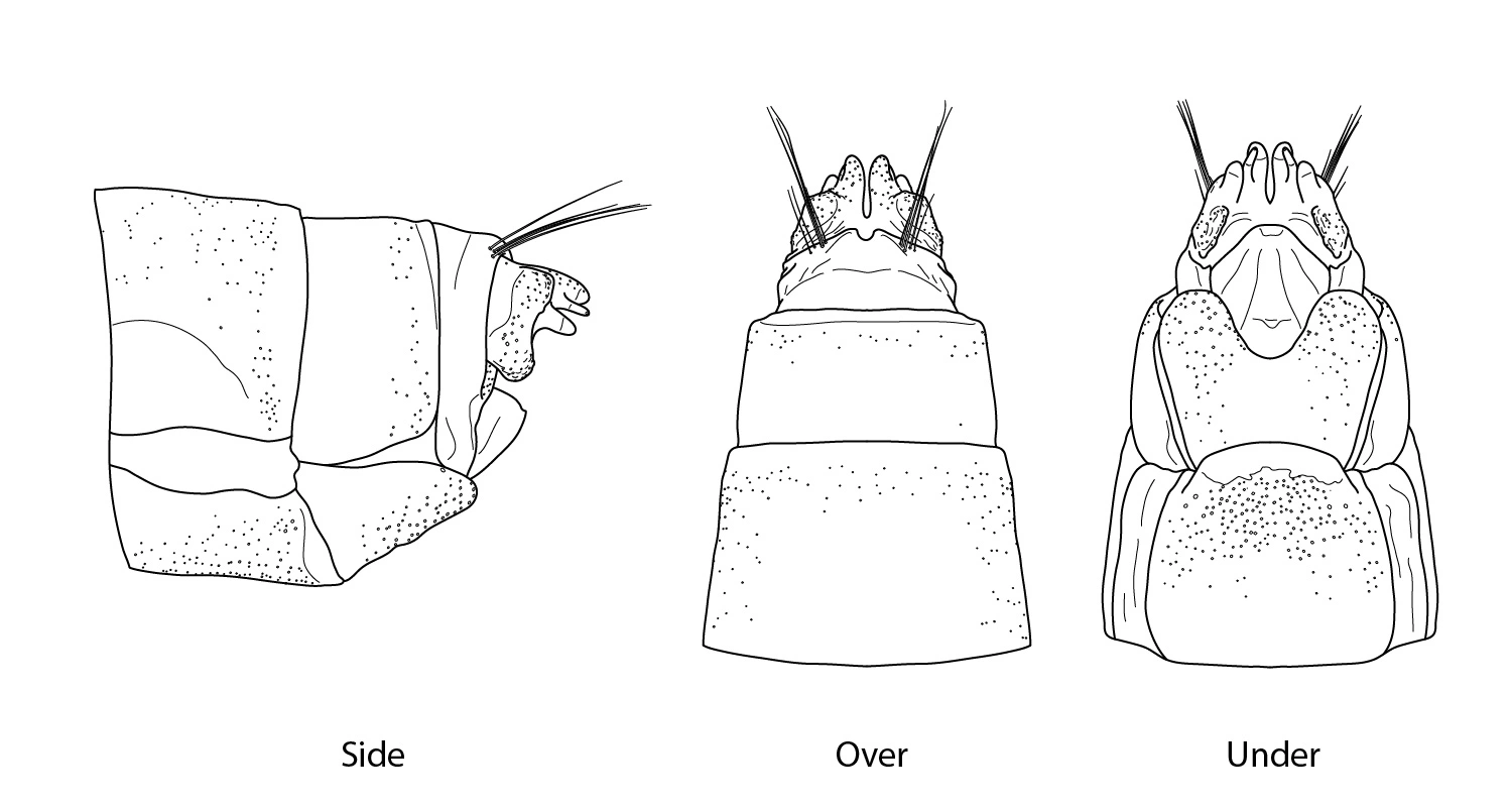 : Arctopsyche ladogensis.