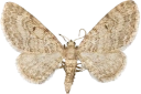 : Eupithecia egenaria.