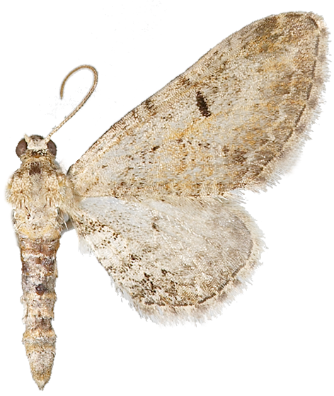 : Eupithecia pimpinellata.