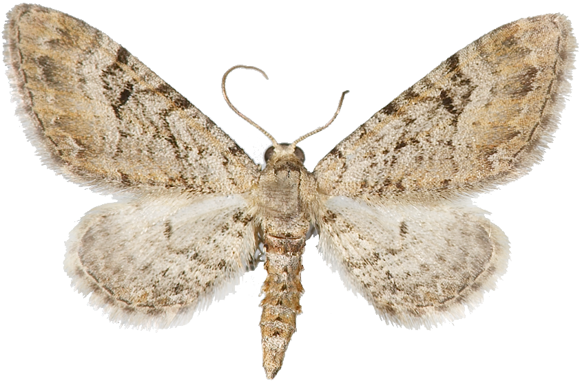 : Eupithecia pimpinellata.