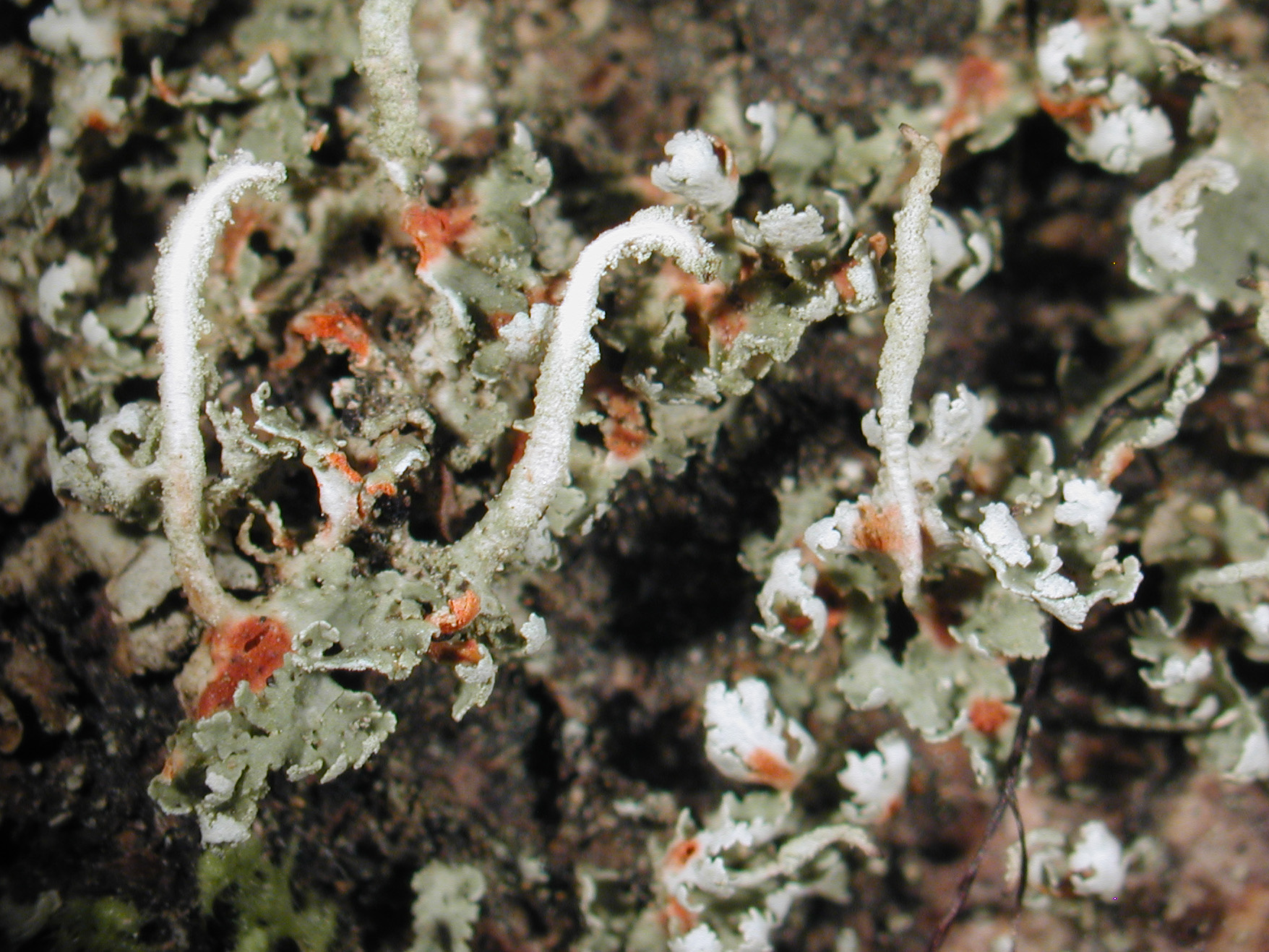 : Cladonia norvegica.