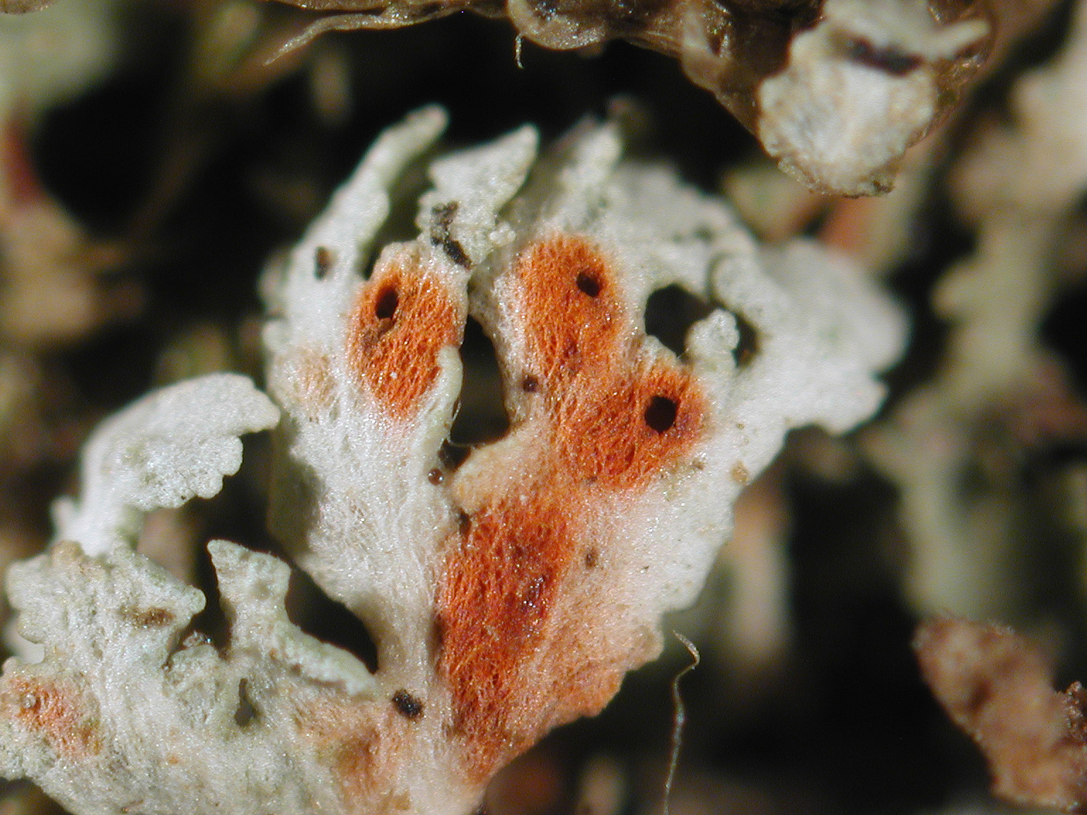 : Cladonia norvegica.