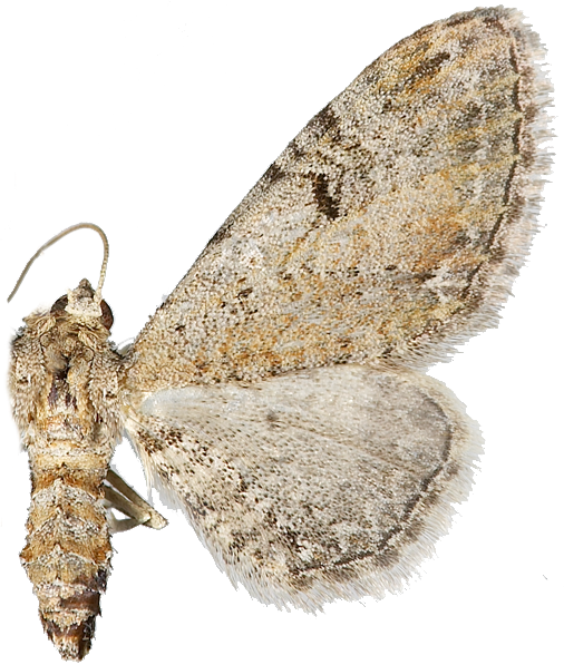 : Eupithecia pimpinellata.