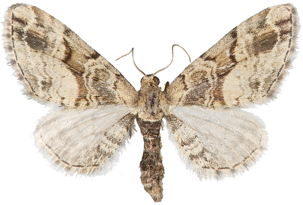 : Eupithecia sinuosaria.