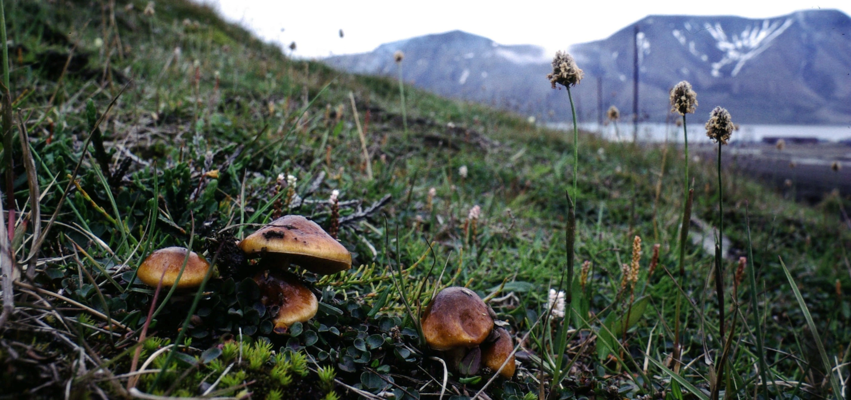 : Cortinarius alpinus.