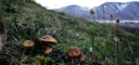 : Cortinarius alpinus.