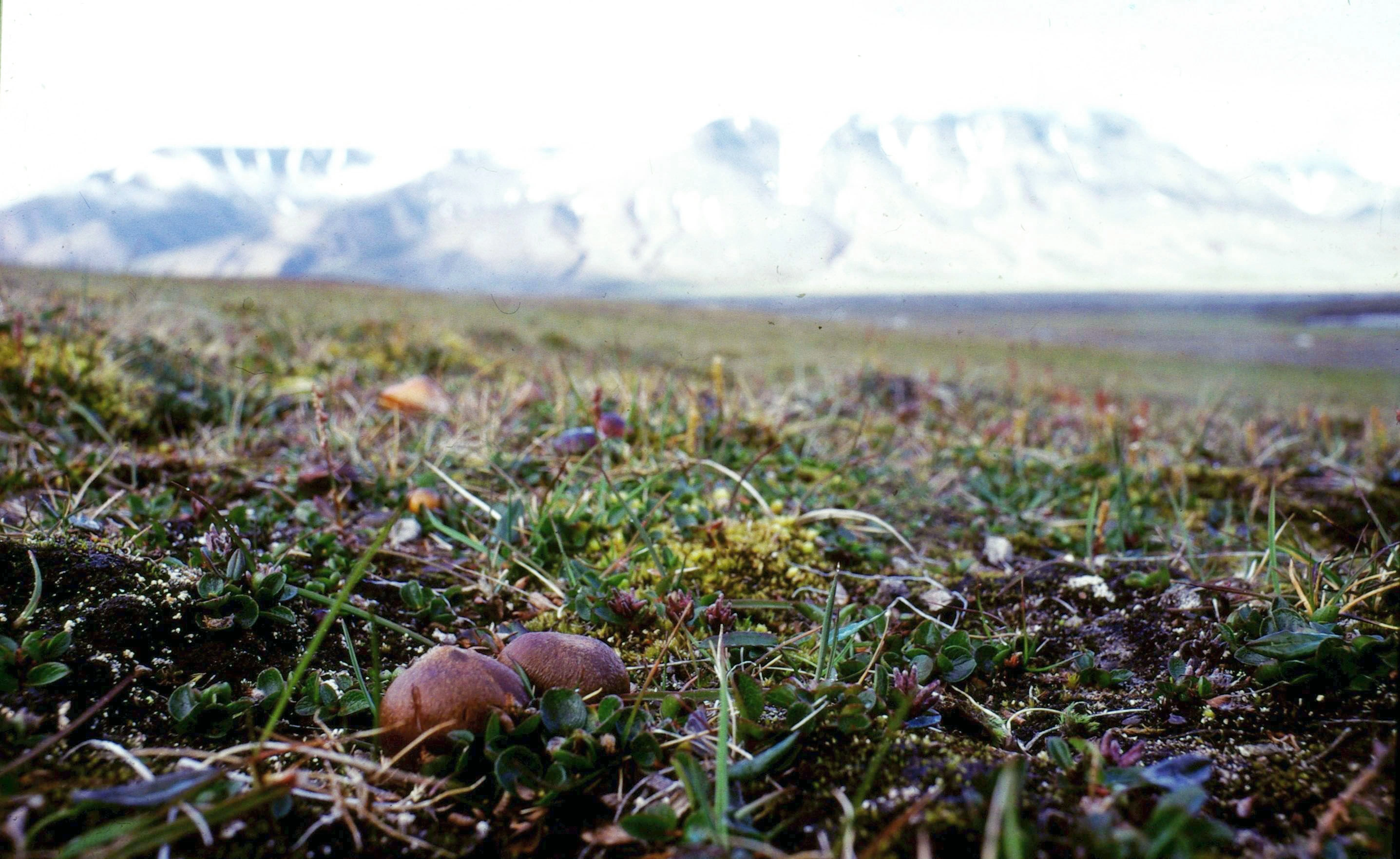 : Cortinarius polaris.