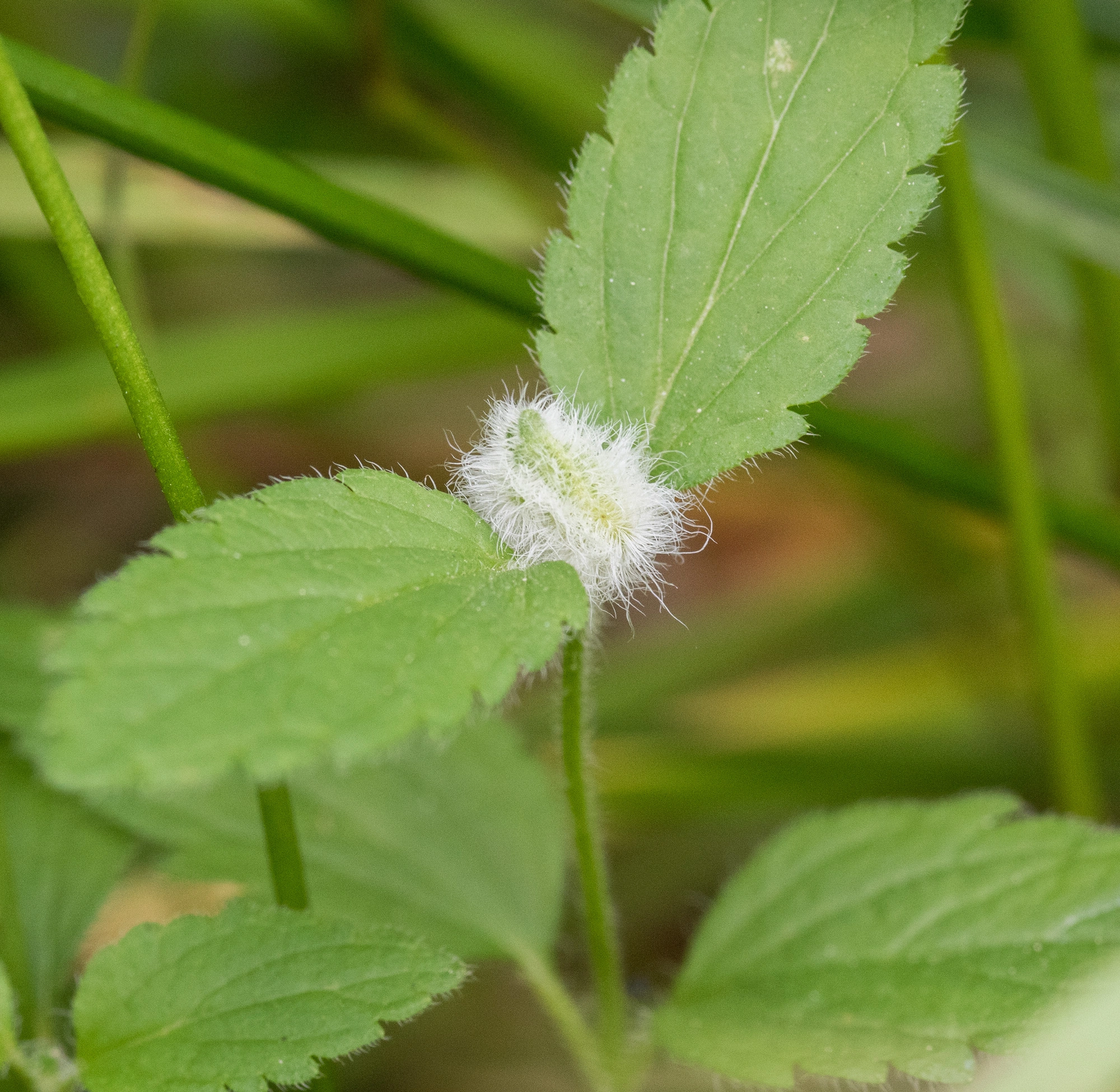 : Jaapiella veronicae.