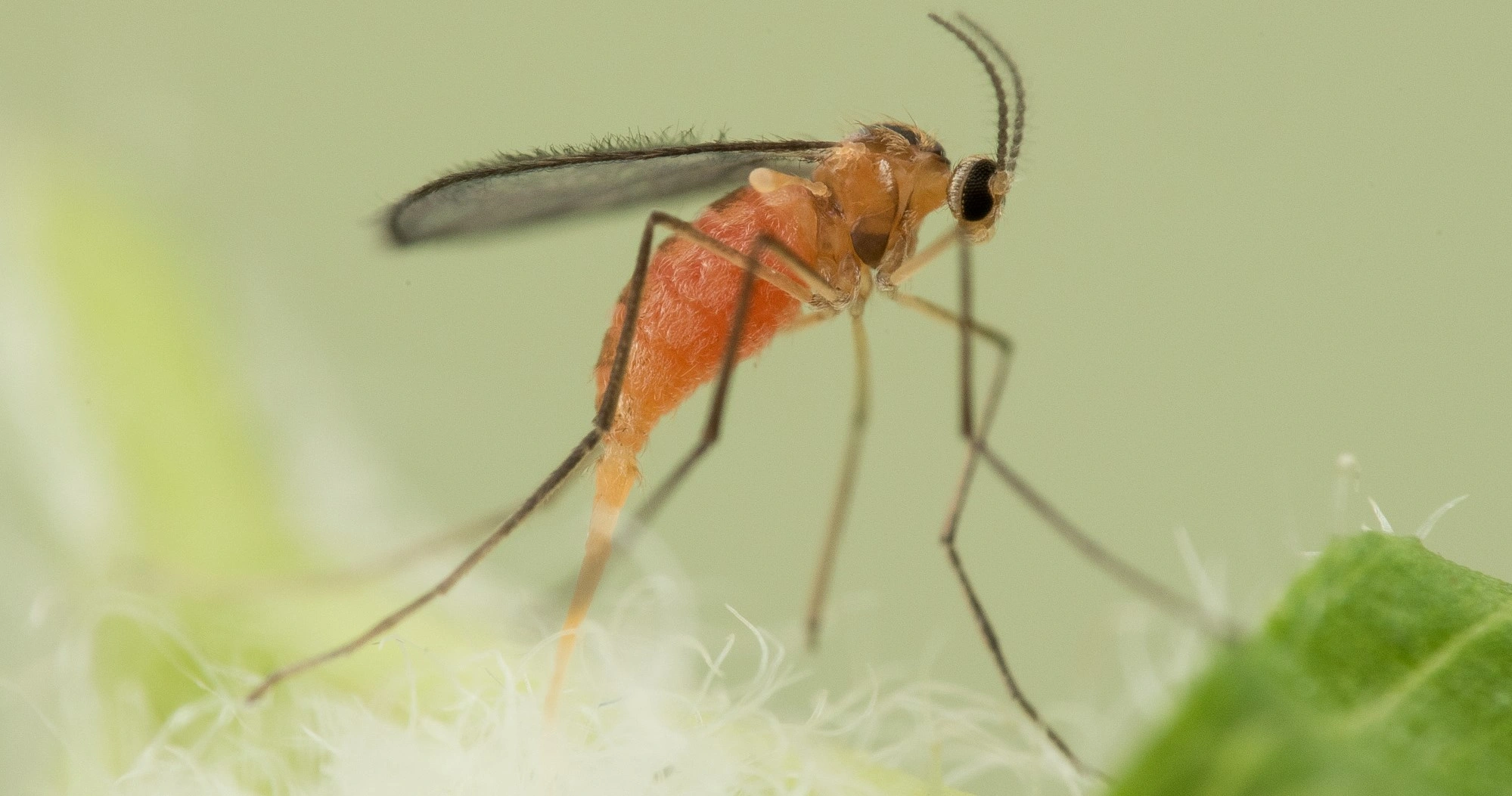 : Jaapiella veronicae.