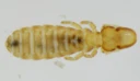 : Philopteridae.