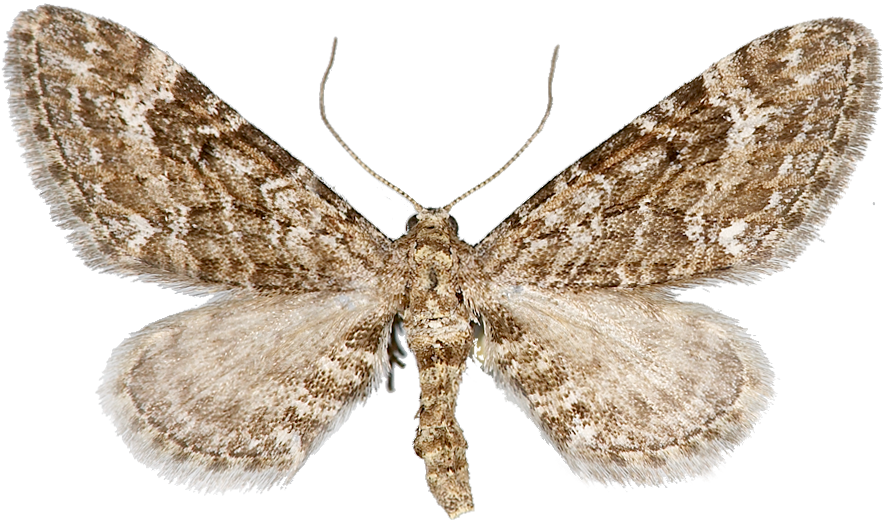 : Eupithecia nanata.