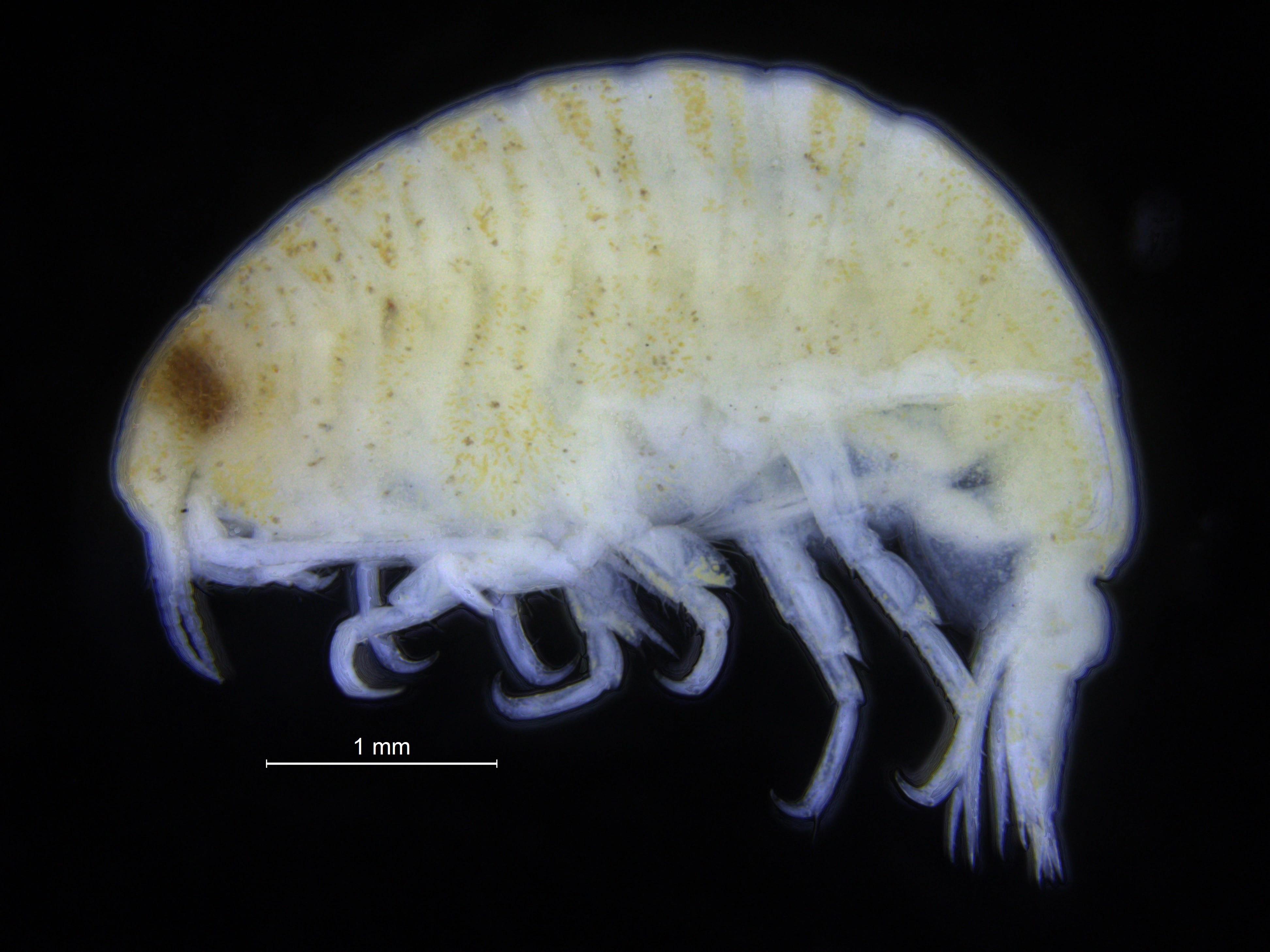 : Scopelocheirus hopei.