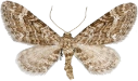 : Eupithecia nanata.