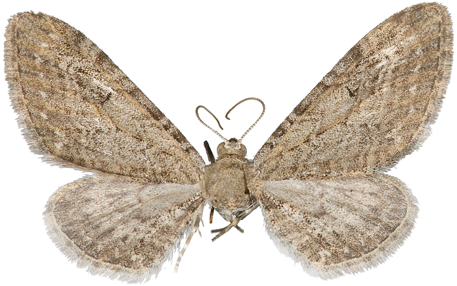 : Eupithecia ochridata.