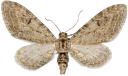 : Eupithecia innotata.