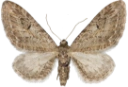 : Eupithecia innotata.