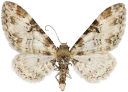 : Eupithecia irriguata.