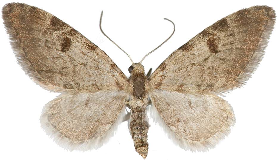 : Eupithecia conterminata.