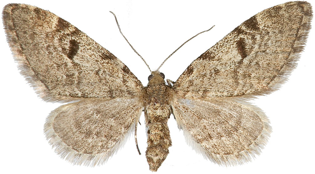 : Eupithecia conterminata.