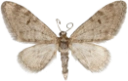: Eupithecia indigata.