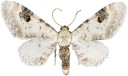 : Eupithecia centaureata.
