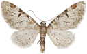 : Eupithecia insigniata.