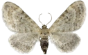 : Eupithecia veratraria.